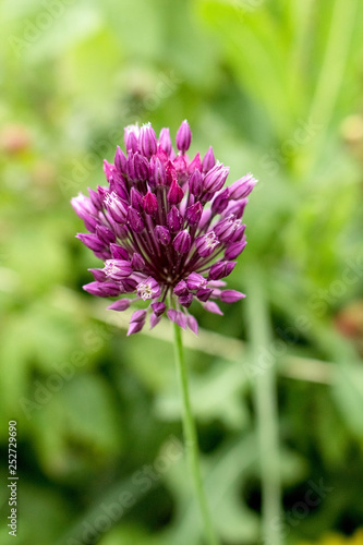 Lilac flower of garlic  close-up.  Grows in the garden.