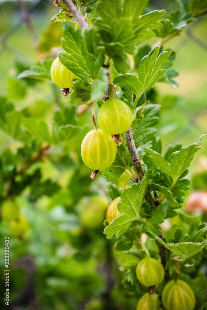 Ripe, delicious gooseberries grow on a branch Ripe, delicious gooseberries grow on a branch