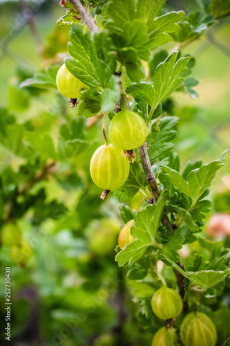 Ripe, delicious gooseberries grow on a branch