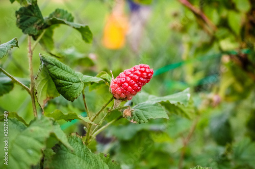 Red berries jemaliny against the background of green leaves of the plant