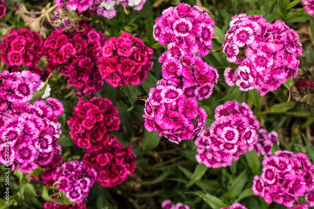 In the garden grow beautiful colorful, bright flowers. Turkish carnation In the garden grow beautiful colorful, bright flowers. Turkish carnation