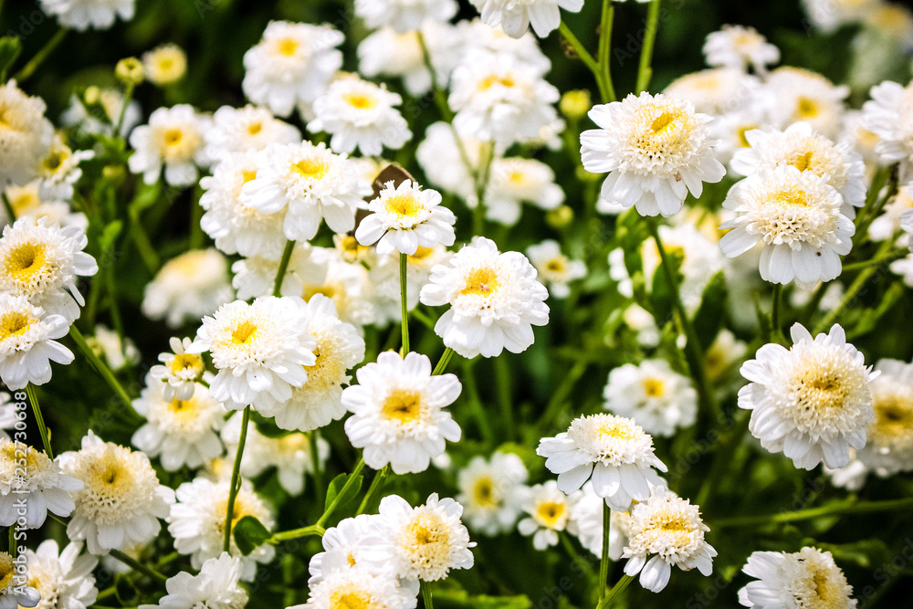 Small flowers, white tansy. Many grow in the garden. Small flowers, white tansy. Many grow in the garden.
