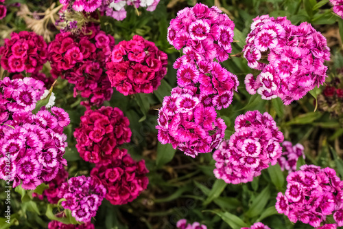In the garden grow beautiful colorful, bright flowers.  Turkish carnation © Vera