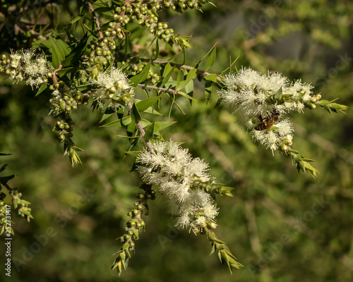 Close-up of Prickly-leaved Paperbark (Melaleuca styphelioides) -  small-medium tree native to eastern Australia - with European Honey Bee (Apis mellifera)