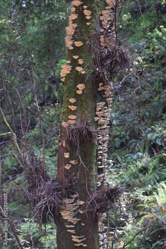 Fototapeta Naklejka Na Ścianę i Meble -  Fungus growing on a tree upclose