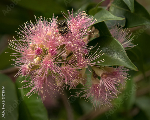 Close-up of Lilly Pilly 'Cascade' (Syzygium) - large Australian native shrub - with mating pair of Brown Flower Beetles (Glycyphana stolata)