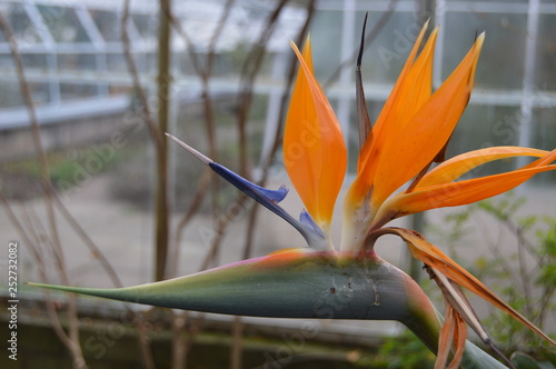 Stralitzia, Bird of Paradise Flower, photo