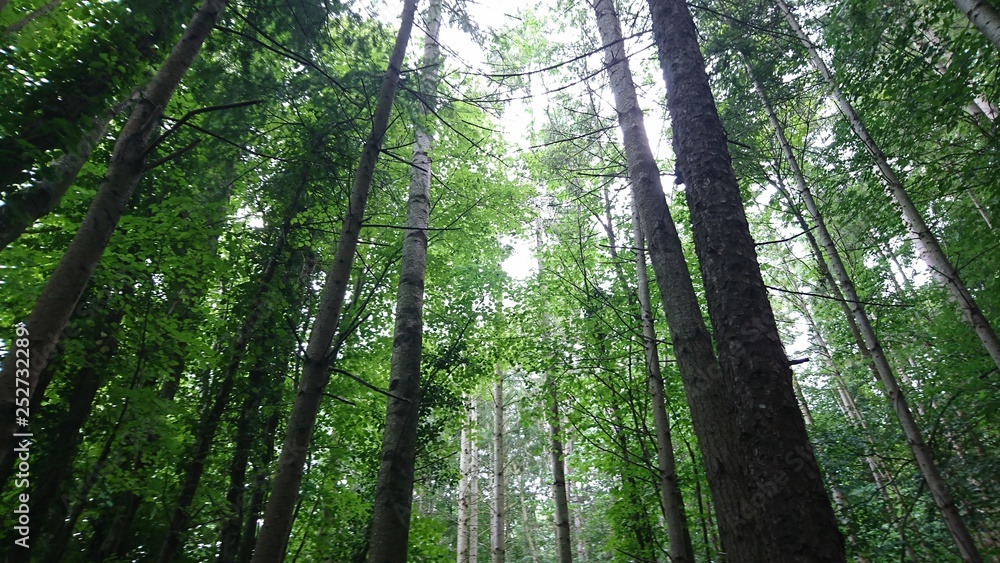 Naklejka premium Forest 