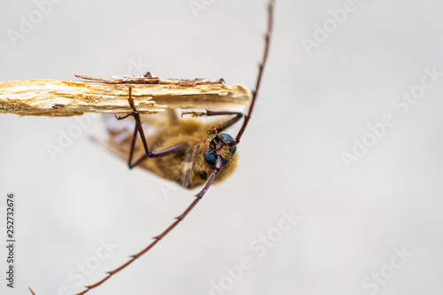 Huhu beetle, New Zealand, Insect photo