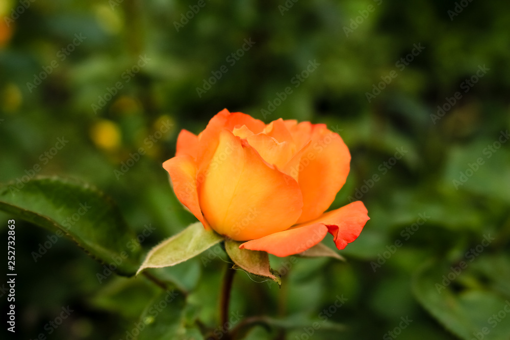 Bud, bright yellow rose. The flower grows in the garden Bud, bright yellow rose. The flower grows in the garden