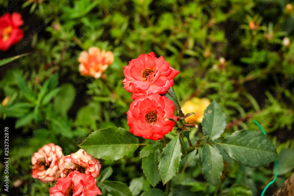 Pink, Coral rose close-up, growing in the garden Pink, Coral rose close-up, growing in the garden