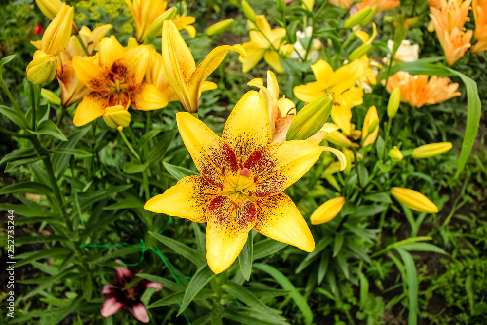 Yellow lilies growing in the garden