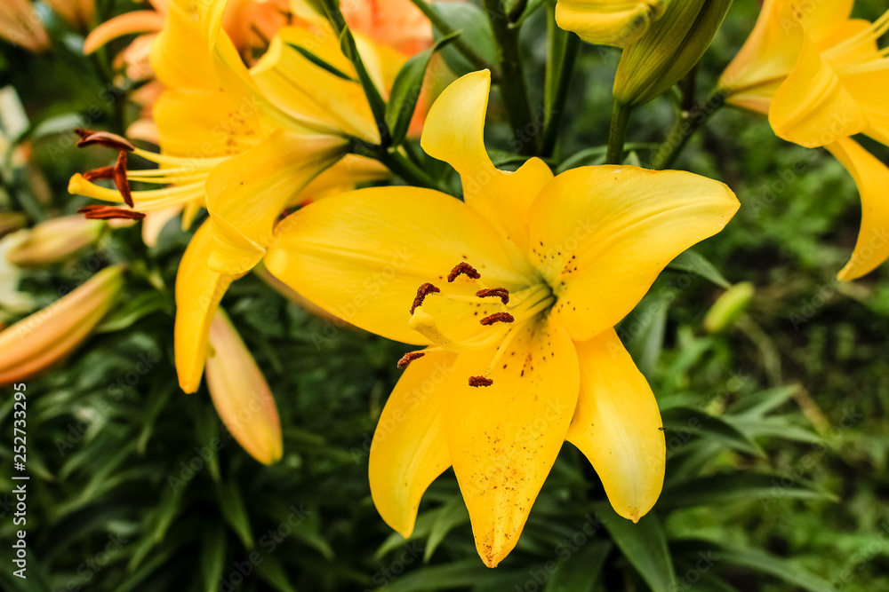 flower of a yellow lily, close-up flower of a yellow lily, close-up