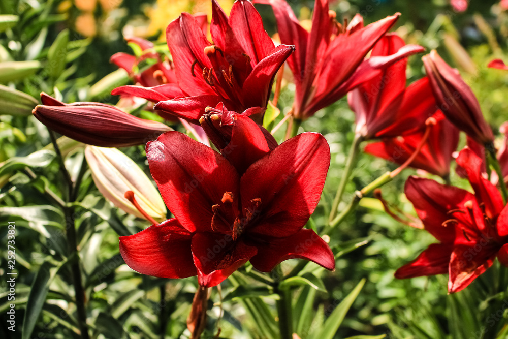 red lilies growing in the garden