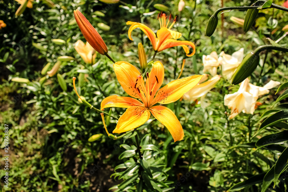 Lilies of different colors, growing in the garden Lilies of different colors, growing in the garden
