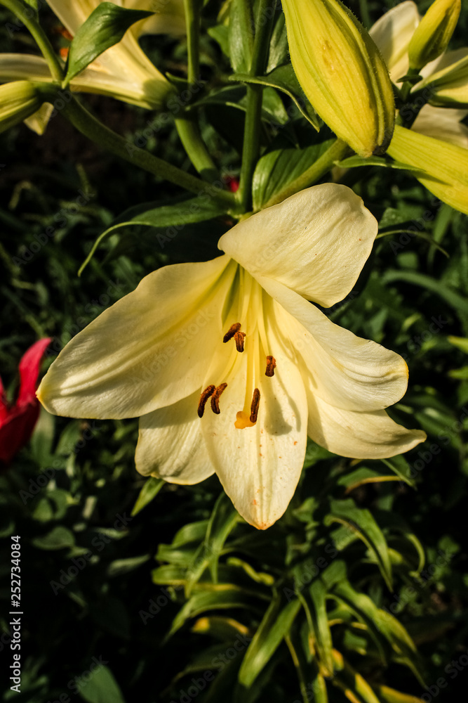Fototapeta premium flower of a yellow lily, close-up