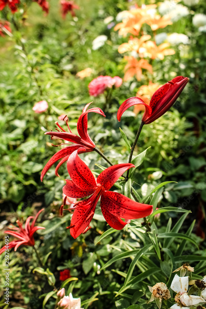 red lilies growing in the garden red lilies growing in the garden