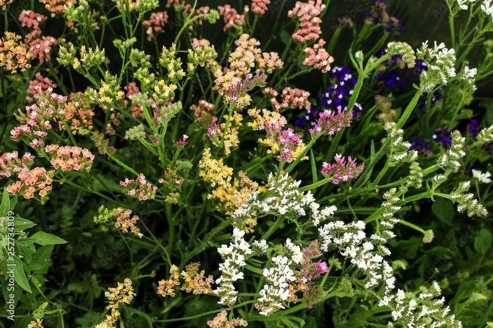 Flowers Statica different flowers growing in the garden Flowers Statica different flowers growing in the garden