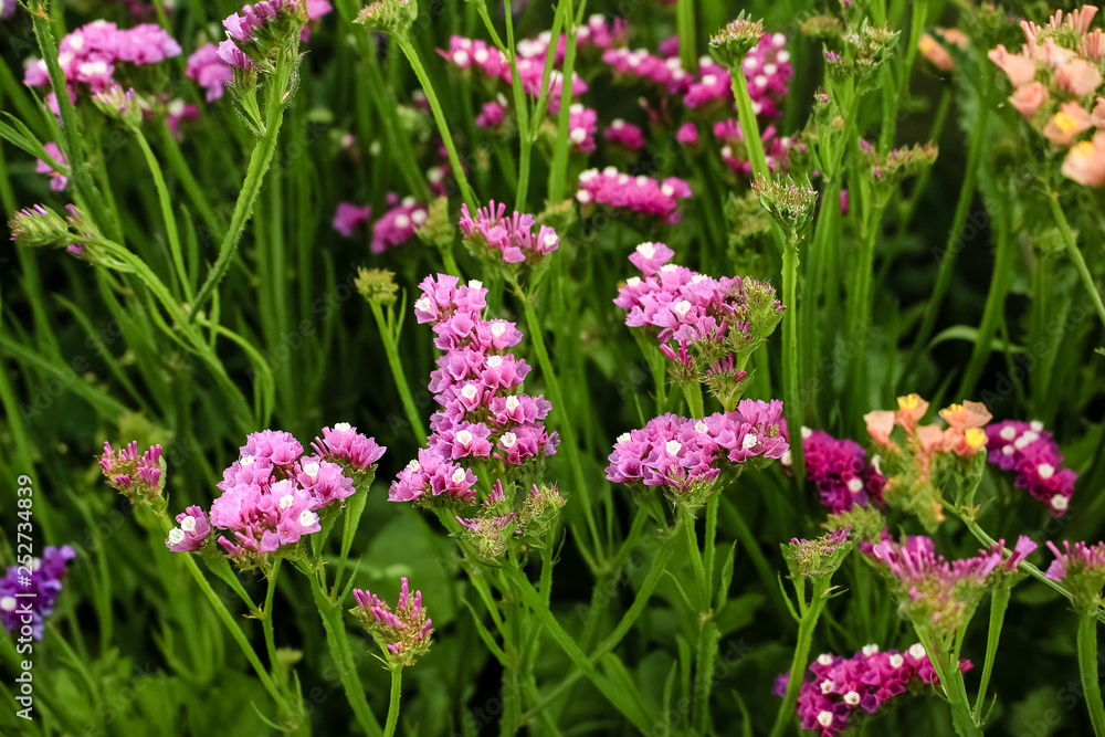 Flowers Statica different flowers growing in the garden Flowers Statica different flowers growing in the garden