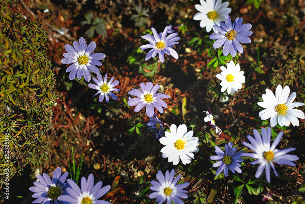 Bee on purple daisy on meadow From above of bee pollinating purple daisy on blooming meadow in sunlight Bee on purple daisy on meadow From above of bee pollinating purple daisy on blooming meadow in sunlight