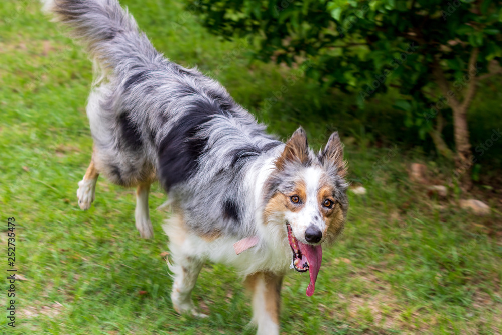 Gray and white border collie running on the green grass Gray and white border collie running on the green grass