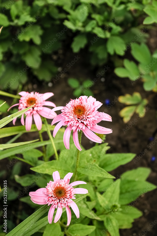 Beautiful Flowers Terry Echinacea Beautiful Flowers Terry Echinacea