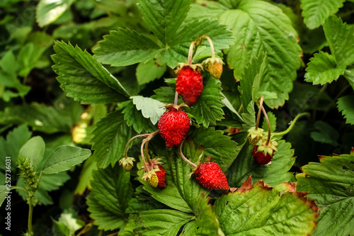 red, ripe strawberry, grows on a bush