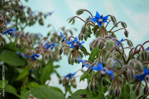 Small, blue flowers grow in the garden