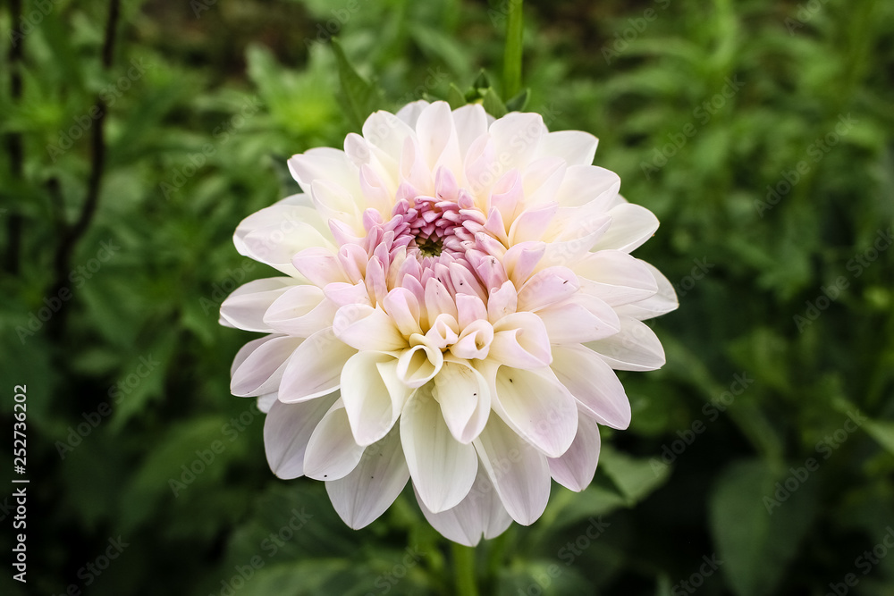 Fototapeta premium white dahlia flower growing in the garden