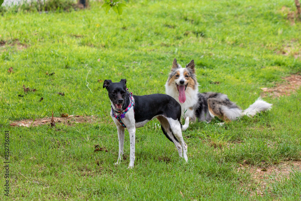 Gray and white border collie and braziliam terrier playing on the green grass