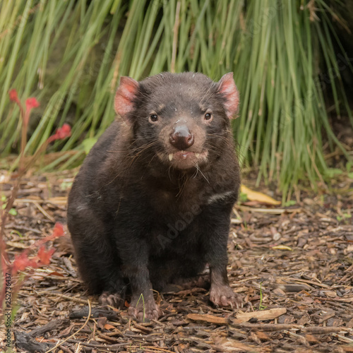 Closeup of endangered Tasmanian Devil (Sarcophilus harrisii)