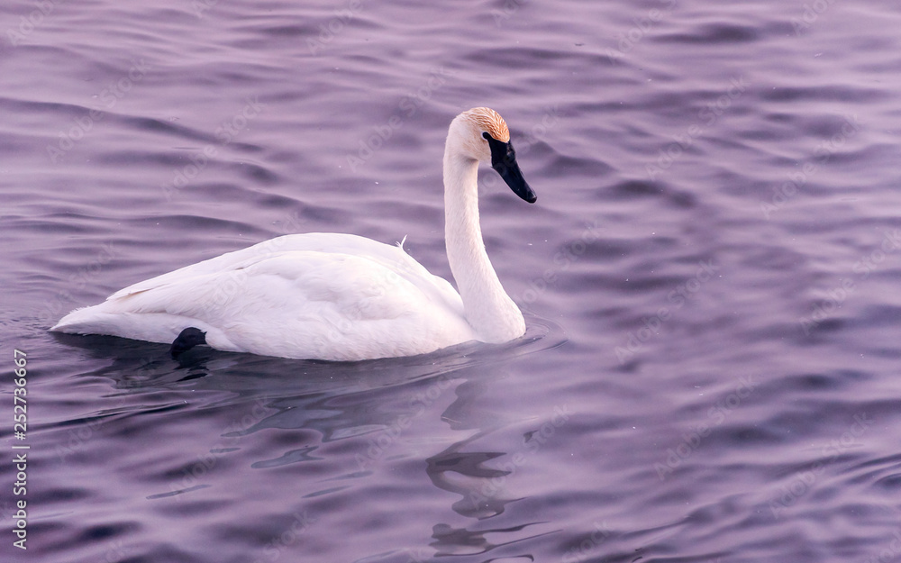 Swans are playing in open water of a lake at early spring time	