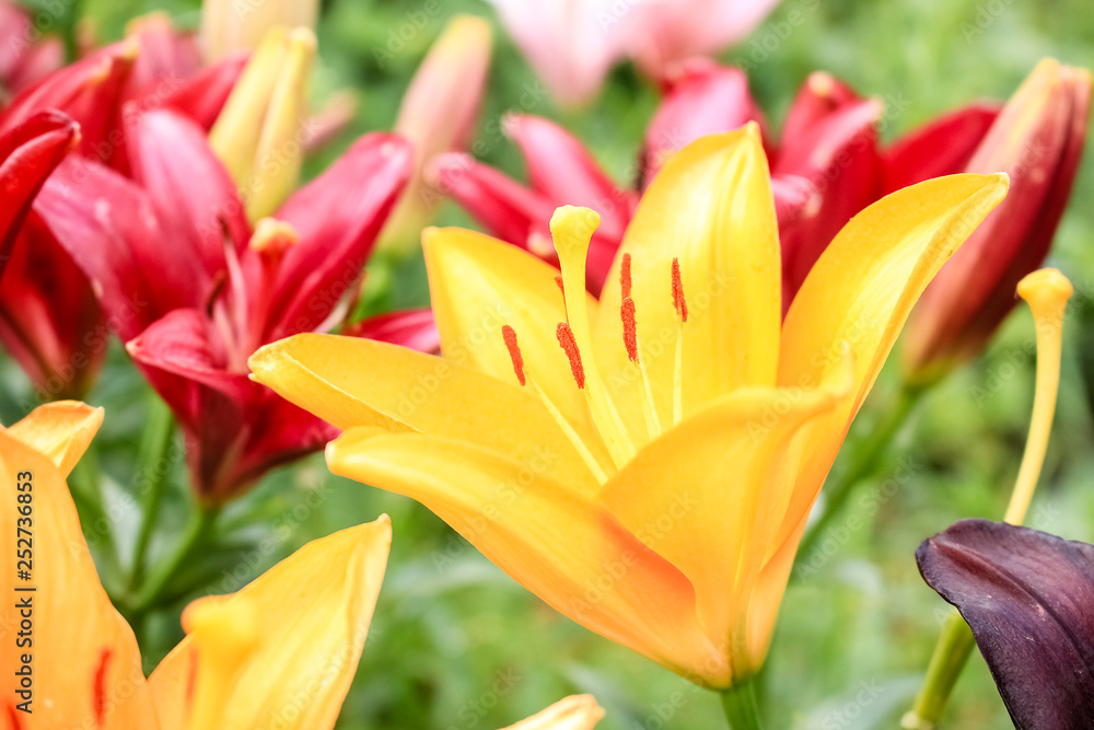 Naklejka premium Lilies of different colors, growing in the garden