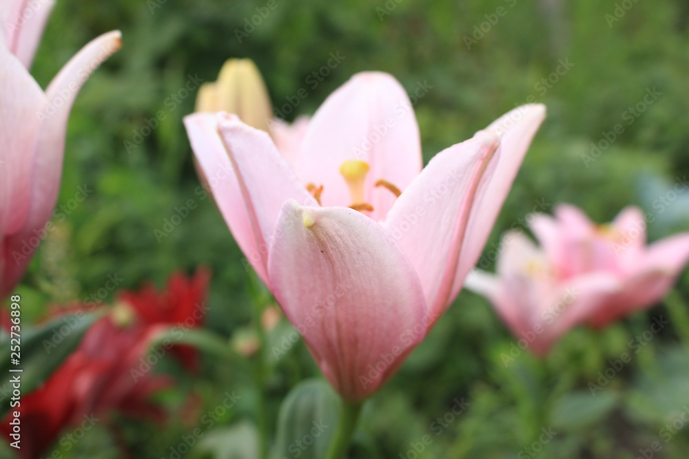 Fototapeta premium Pink Lily flower growing in the garden. Closeup.