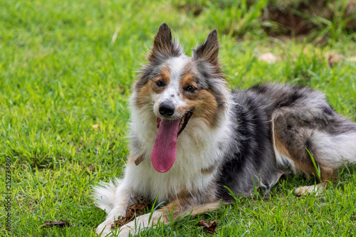 beautiful spring portrait of adorable gray and white border collie in the blossoming park