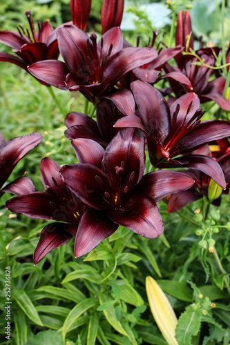 Lilies of different colors  growing in the garden