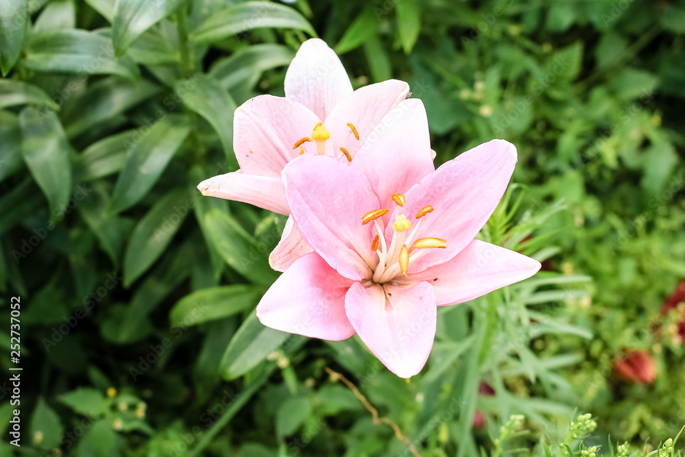 Pink Lily flower growing in the garden. Closeup. Pink Lily flower growing in the garden. Closeup.
