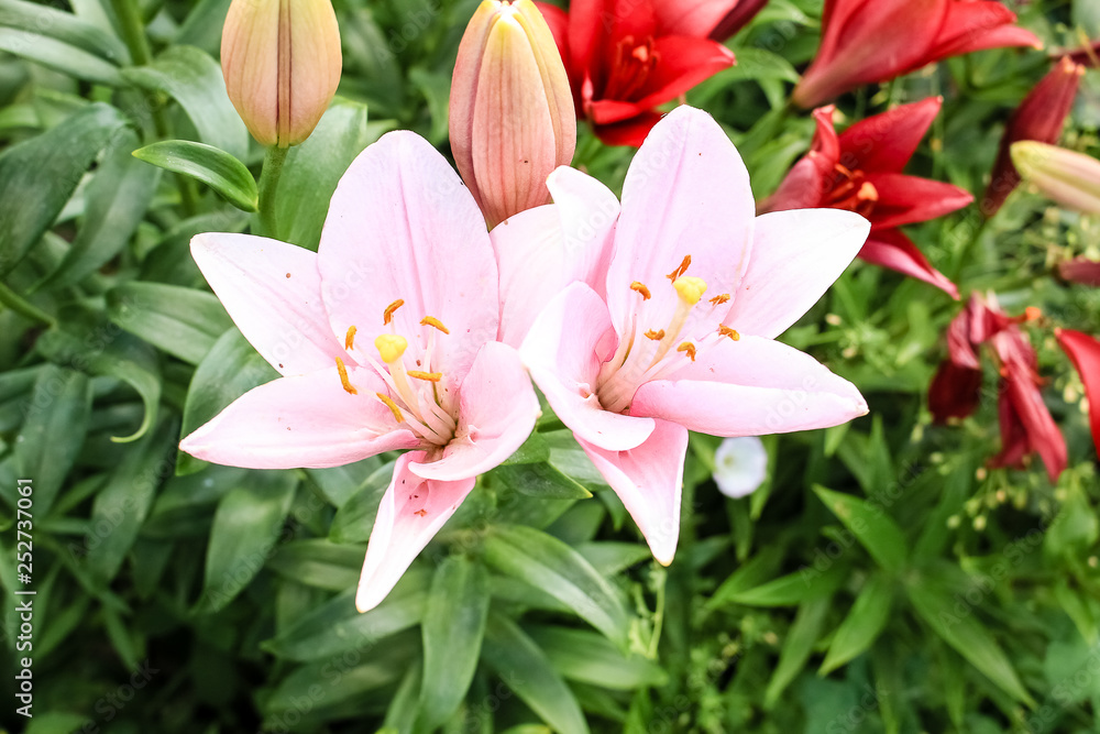 Fototapeta premium Pink Lily flower growing in the garden. Closeup.