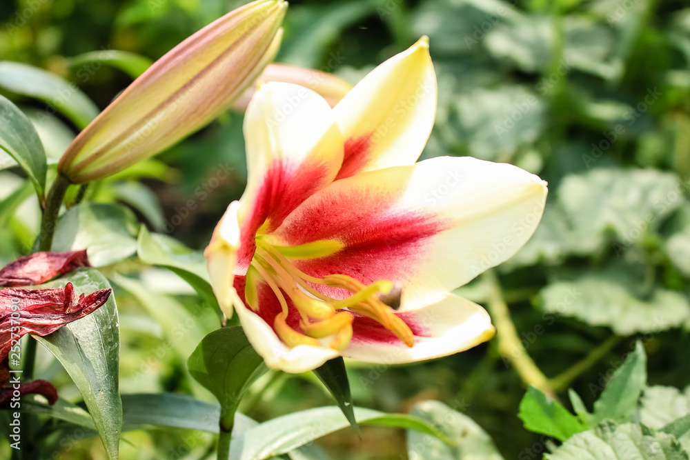 Large Lily flower, yellow with a red center