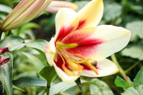 Large Lily flower  yellow with a red center