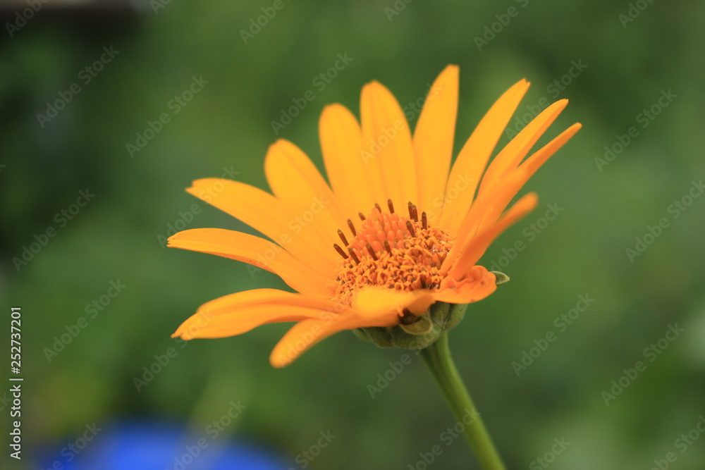 Yellow calendula flowers grow in the garden. Close-up. Yellow calendula flowers grow in the garden. Close-up.