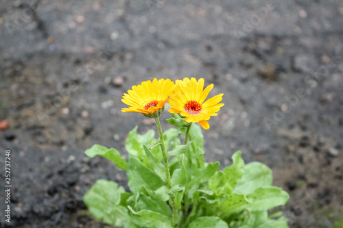 Small, delicate calendula flower grew on the road.  He made his way through the asphalt. © Vera