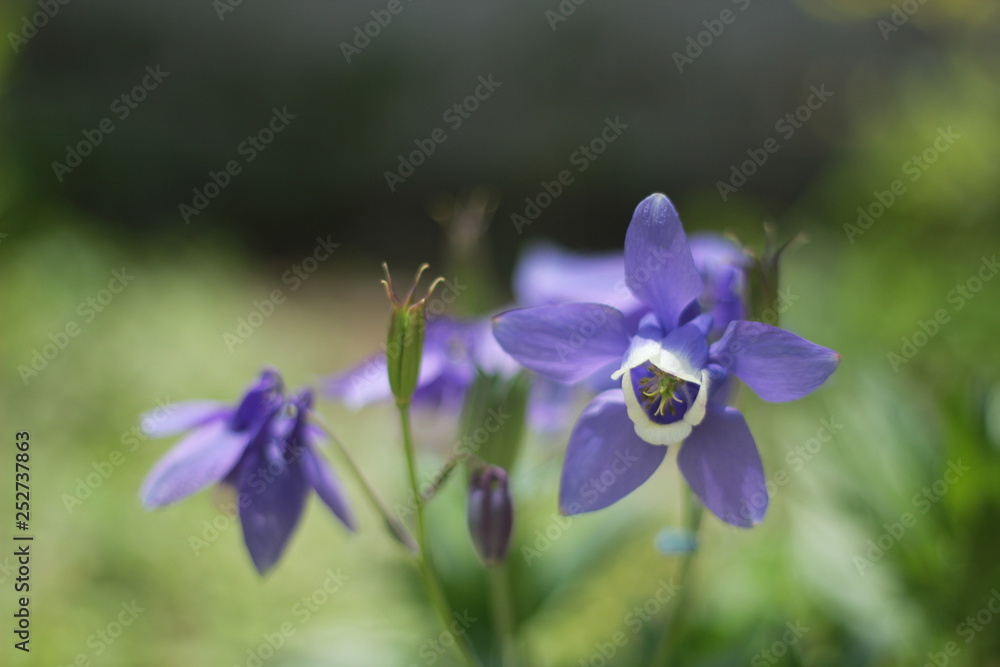 blue flower blue flower