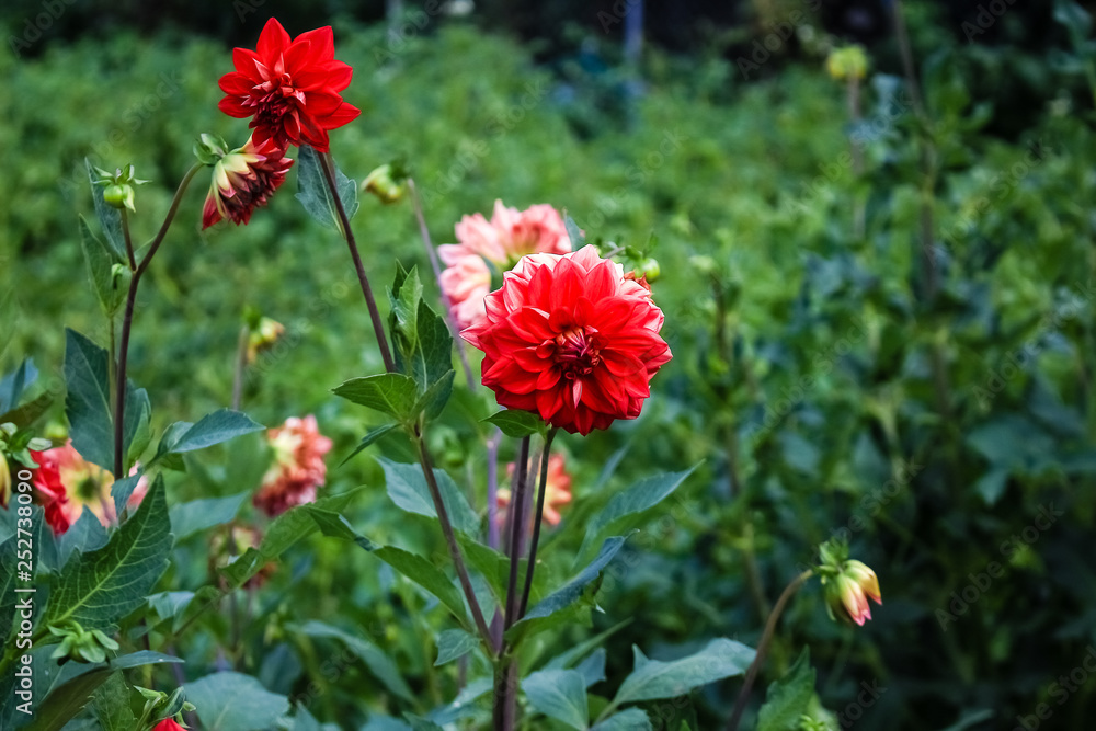 Red dahlia flower growing in the garden