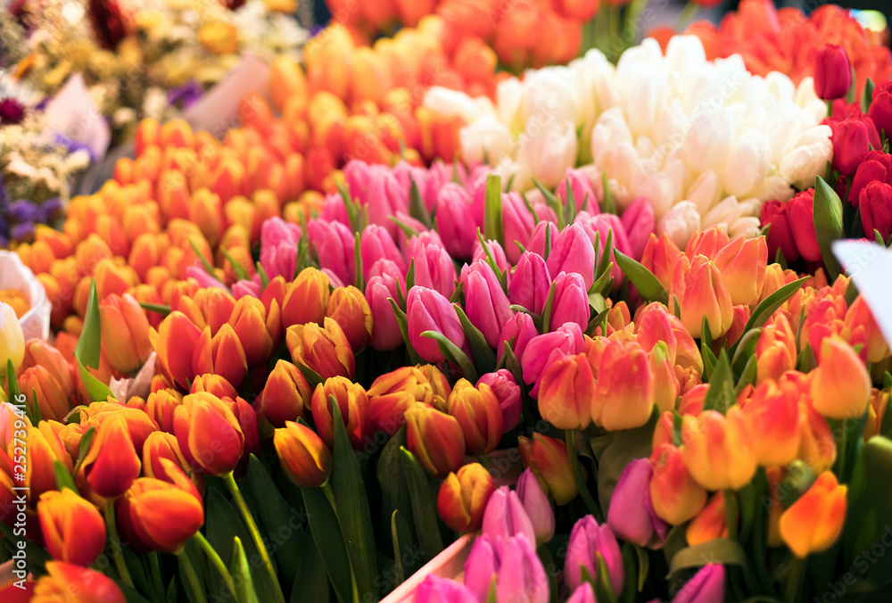 market tulips