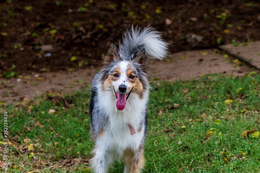 beautiful spring portrait of adorable gray and white border collie in the blossoming park