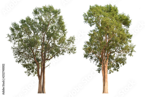 A well-cut tree image  suitable for general design illustrations