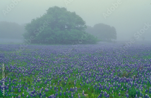 Bluebonnets In The Fog