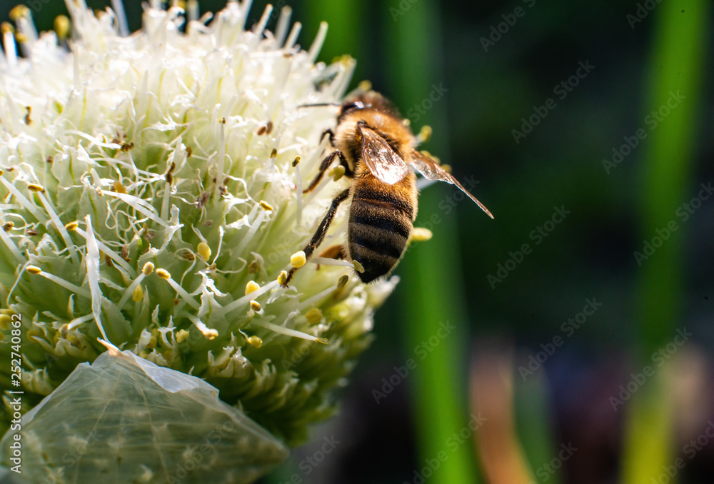 bee on spring onion flower bee on spring onion flower