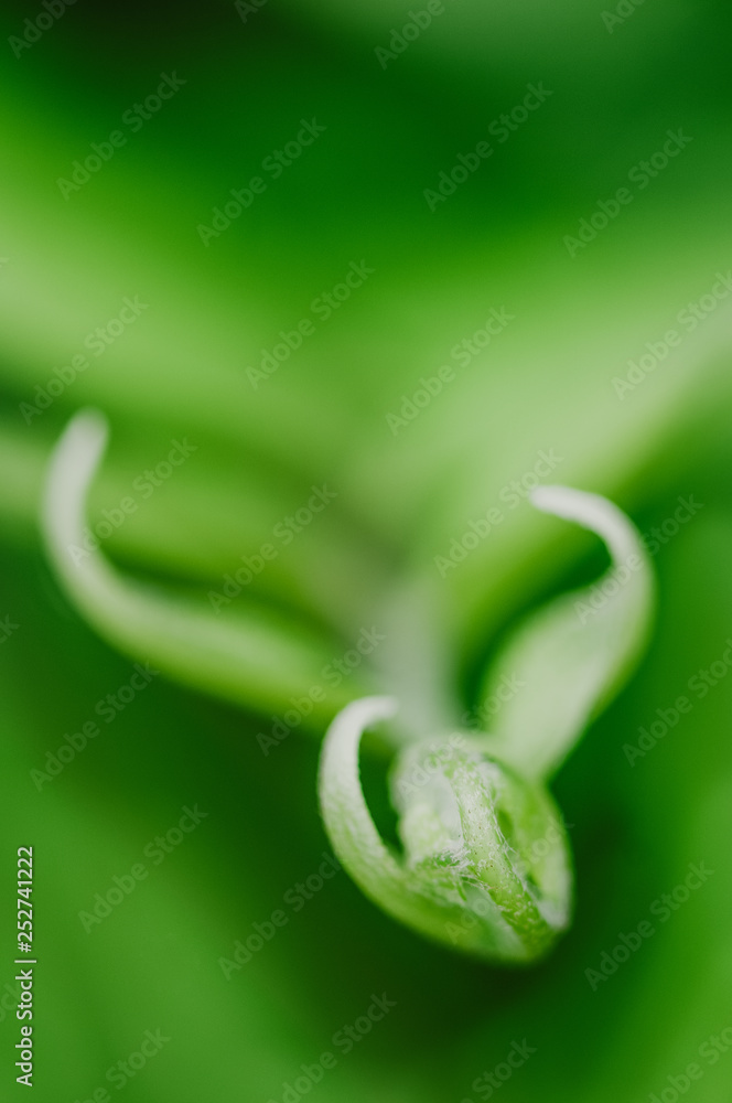 Fern plant